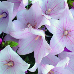 Balloon Flower GRANDIFLORUS FUJI PINK