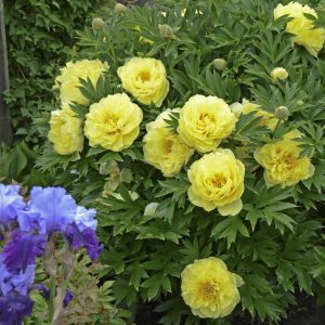 Paeonia Bartzella_CJW13 (2)