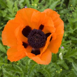 Papaver Prince of Orange_CJW10