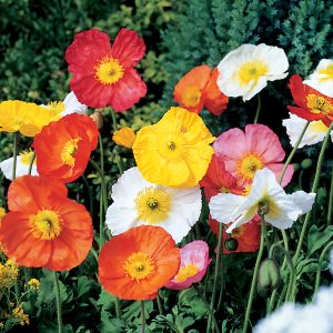 Papaver_Iceland Poppy Mix
