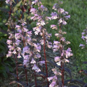 Penstemon Blackbeard_Bearded Tongue