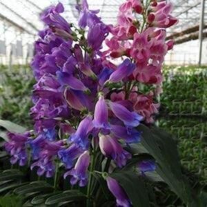 Rondo Bearded Tongue