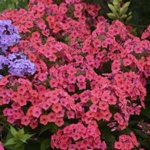 Phlox Flame Coral