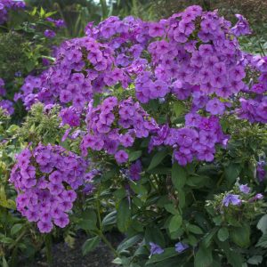 Phlox Flame Series Purple_CJW11