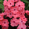 Phlox Candy Store Coral Creme Drop