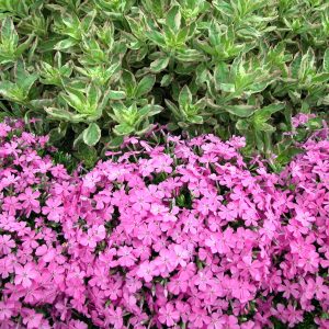 Phlox s Emerald PINK (4)