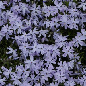 Phlox sub Blue Emerald_SMM11 (2)