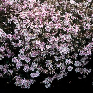 Phlox_CandyStripes__70004205