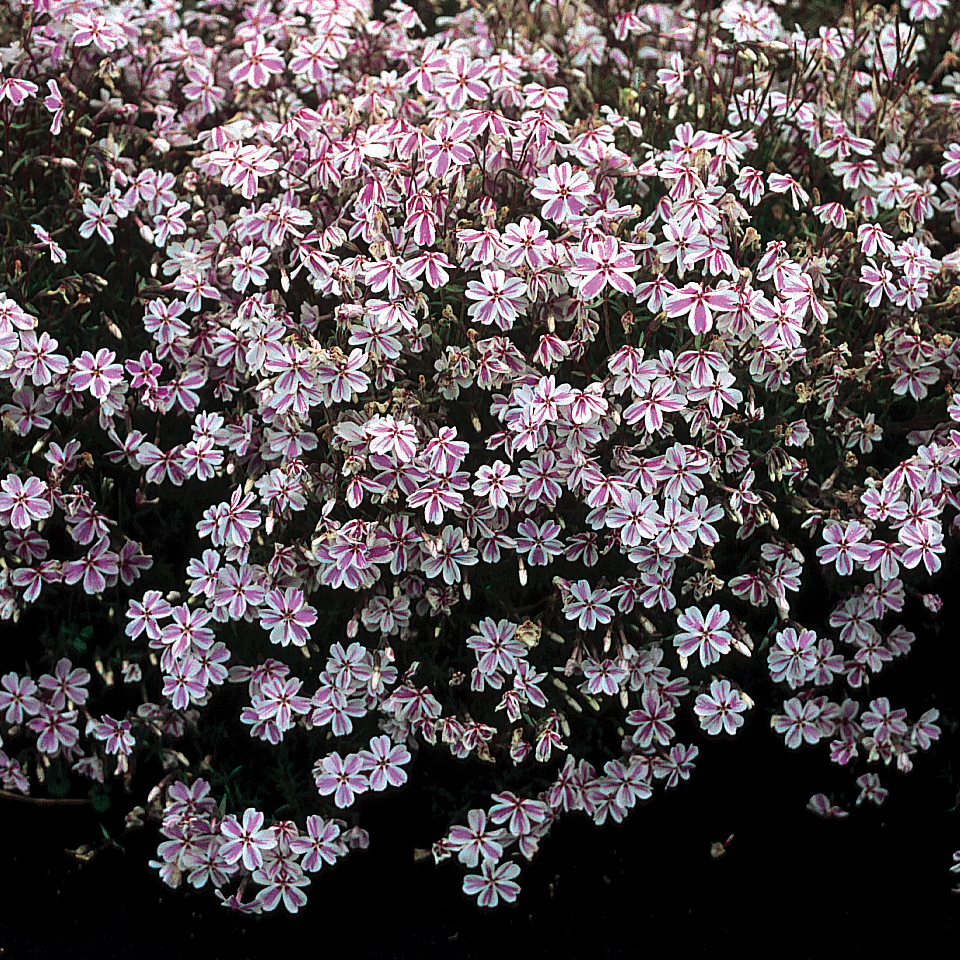 Phlox_CandyStripes__70004205