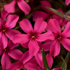 Phlox_ScarletFlame