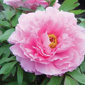 Pink_TreePeony
