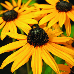 RUDBECKIA FULGIDA GOLDSTURM_Bloom_Bloom Black Eyed Susan