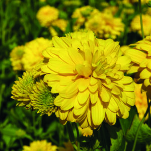 RUDBECKIA LACINIATA GOLDQUELLE_Bloom_Bloom Black Eyed Susan