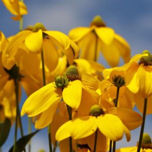 Rudbeckia laciniata Black Eyed Susan