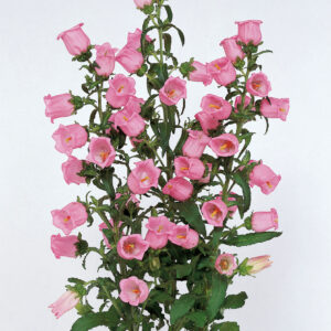 Campanula-Champion-Pink-Bellflower