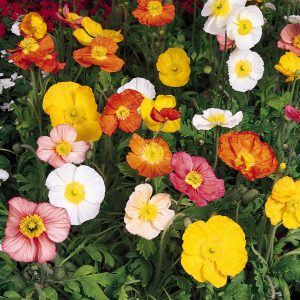 papaver champagne bubbles