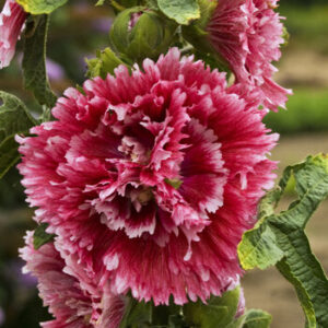 alcea_fiesta_time_cjw hollyhock