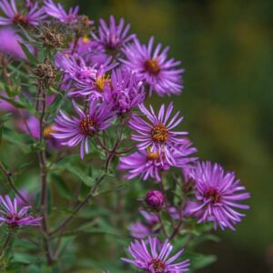 aster novae angliea
