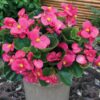 begonia bada bing rose