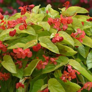 begonia canary wings