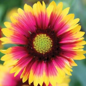 blanket flower gaillardia goblin