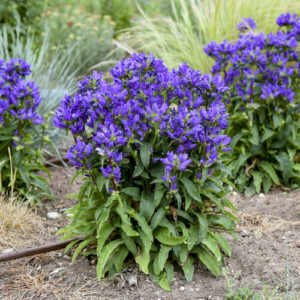 Campanula Acaulis Clustered Bellflower