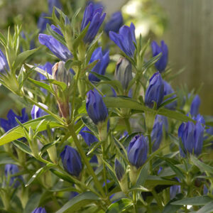 gentiana_true_blue