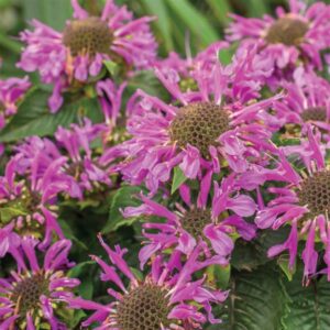monarda bee balm bee you bee pretty