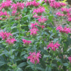 Monarda Coral Reef