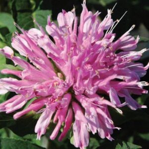 monarda bee balm grand mum