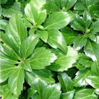pachysandra