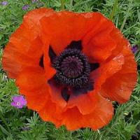 papaver allegro oriental poppy