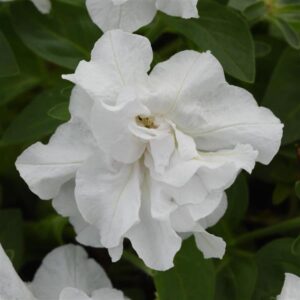 petunia double vogue white