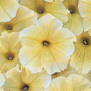 petunia prism sunshine