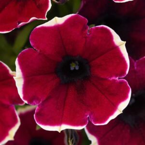 petunia slingshot burgundy bliss