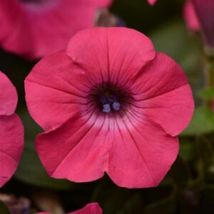 petunia tidal wave hot pink