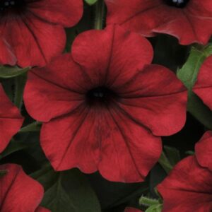 petunia tidal wave red velour