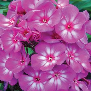 phlox candy store grape lollipop