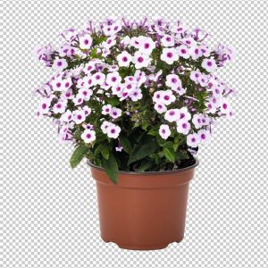 phlox early blush pop