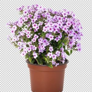 phlox early lavender pop