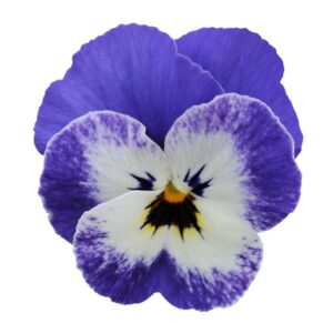 viola sorbet xp delft blue
