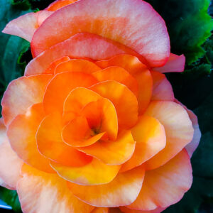 Begonia (Solenia) Apricot