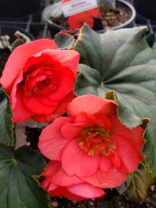 Begonia (Solenia) Dark Pink