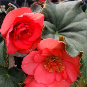 Begonia (Solenia) Dark Pink