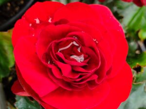 Begonia (Solenia) Red