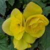 Begonia (Solenia) Yellow