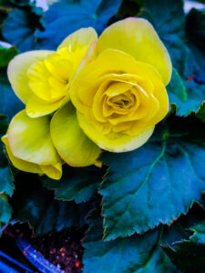 Begonia (Solenia) Yellow (2)