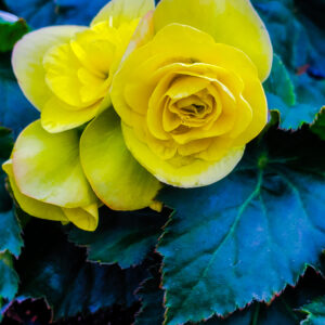 Begonia (Solenia) Yellow (2)