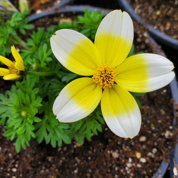 bidens spicy electric white