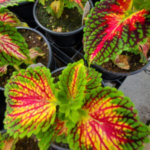 Coleus